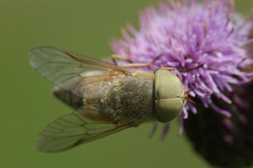 Atylotus fulvus